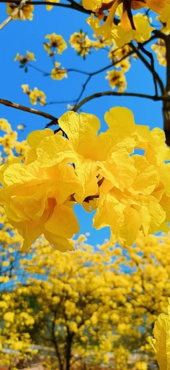 hinh-nen-vang-ruc-ro-cho-dien-thoai (30)