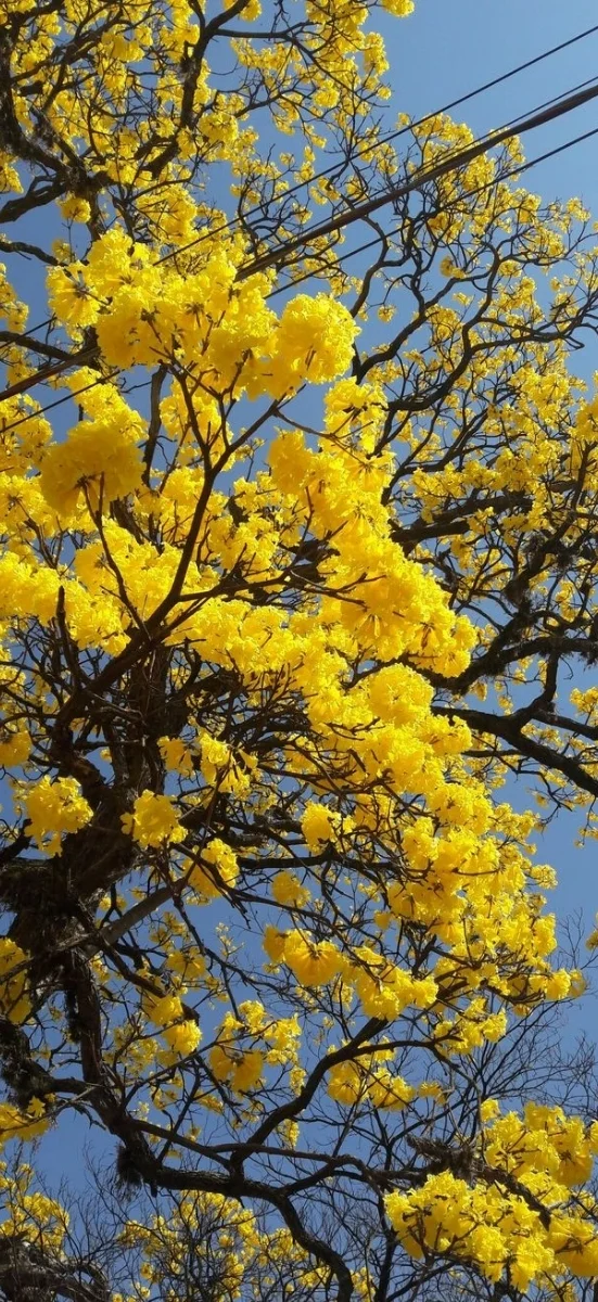 hinh-nen-vang-ruc-ro-cho-dien-thoai (32)