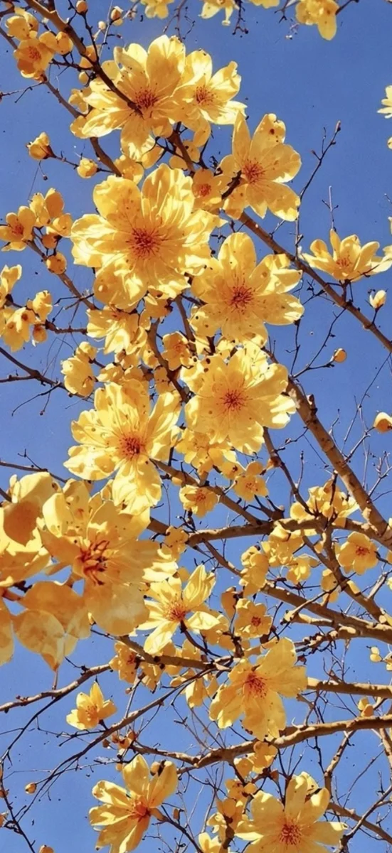 hinh-nen-vang-ruc-ro-cho-dien-thoai (33)