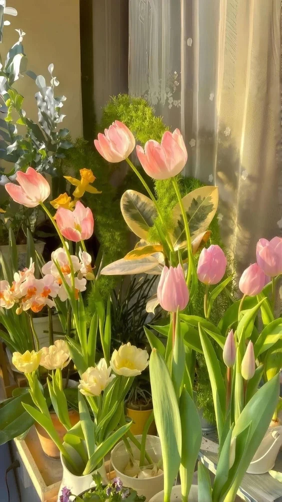 Hinh-nen-vivo-thien-nhien (2)