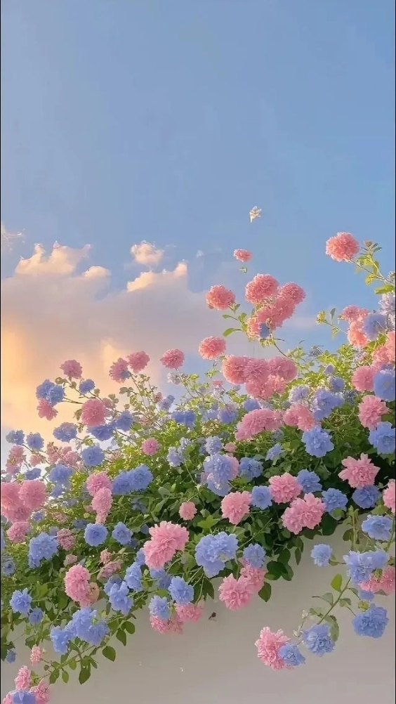 Hinh-nen-vivo-thien-nhien (5)