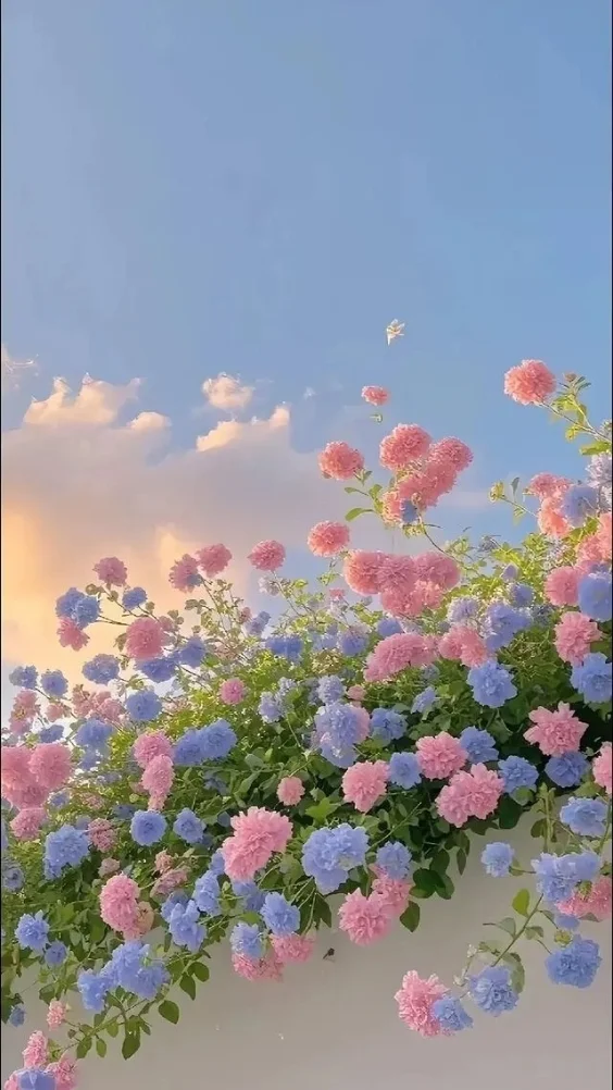 Hinh-nen-vivo-thien-nhien (5)