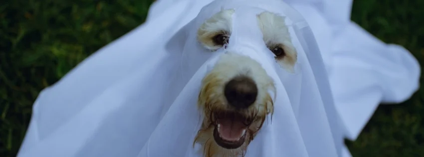 hinh-nen-vui-nhon-51-1