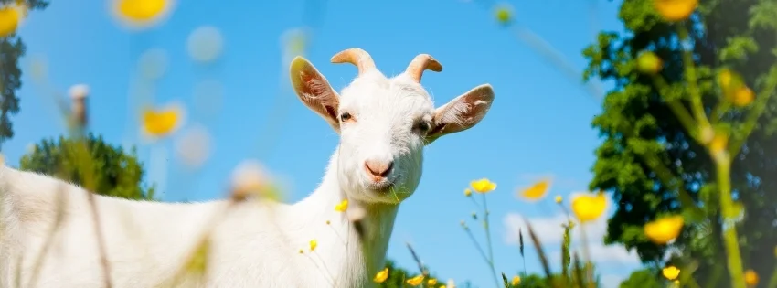 hinh-nen-vui-nhon-52-1