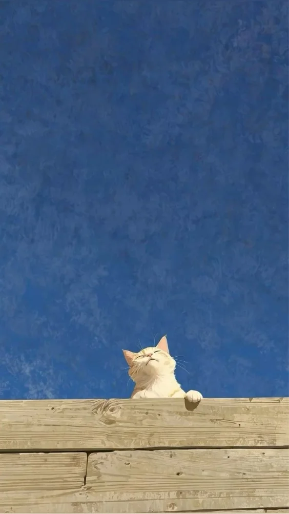 hinh-nen-xanh-duong-diu-mat (15)