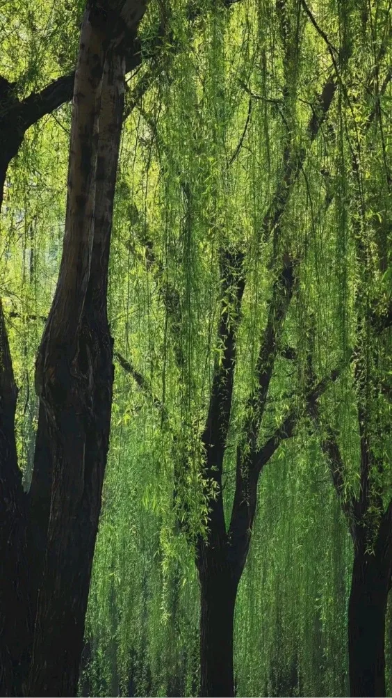 hinh-nen-xanh-la-doc-dao (19)