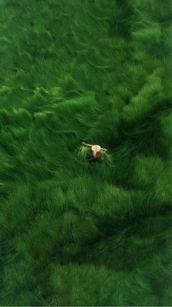 hinh-nen-xanh-la-doc-dao