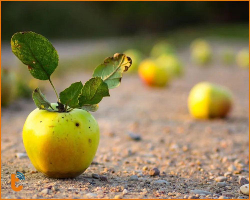 Khám phá độ sâu trường ảnh 