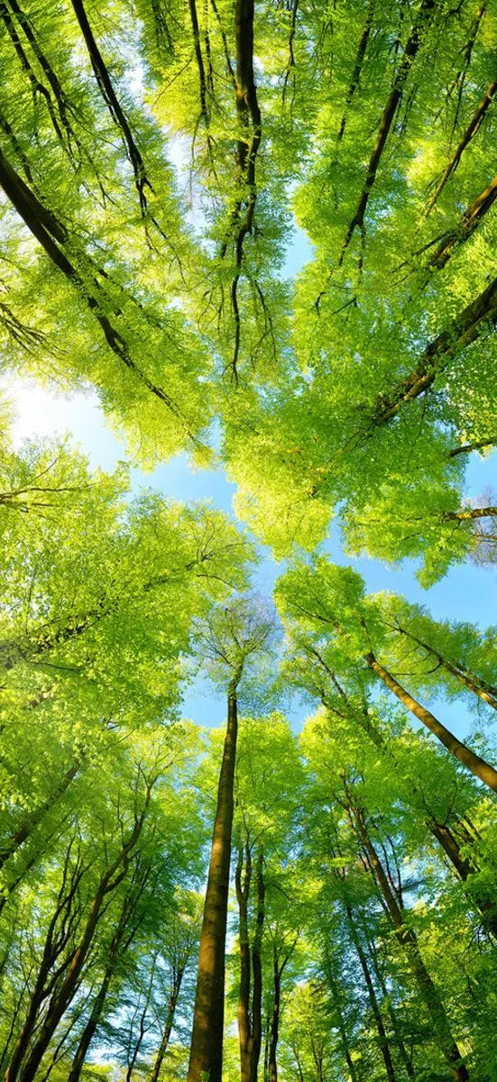 Rừng cây và thiên nhiên xanh mát 3