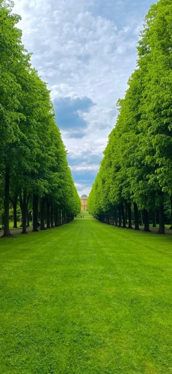 Rừng cây và thiên nhiên xanh mát 5