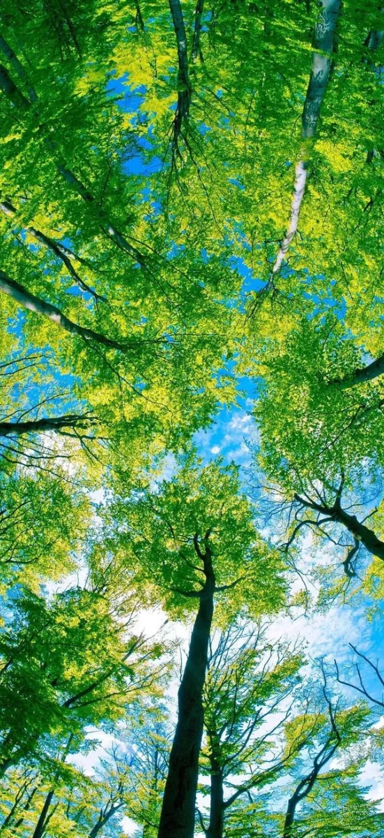 Rừng cây và thiên nhiên xanh mát 7