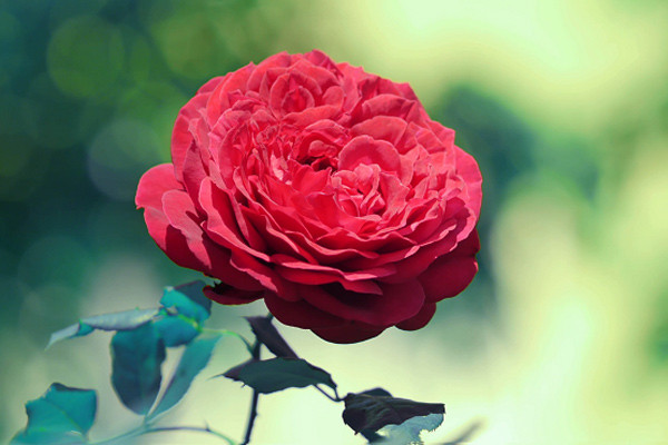 Tổng hợp 50 hình nền hoa hồng đẹp và lãng mạn nhất thế giới