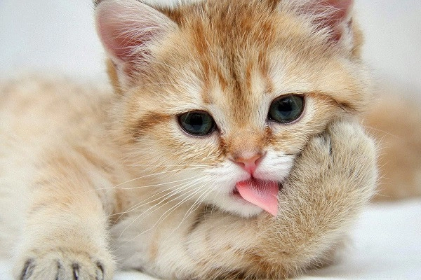 hình nền điện thoại đẹp con mèo  Cute cat wallpaper Kitten wallpaper  Baby animals pictures