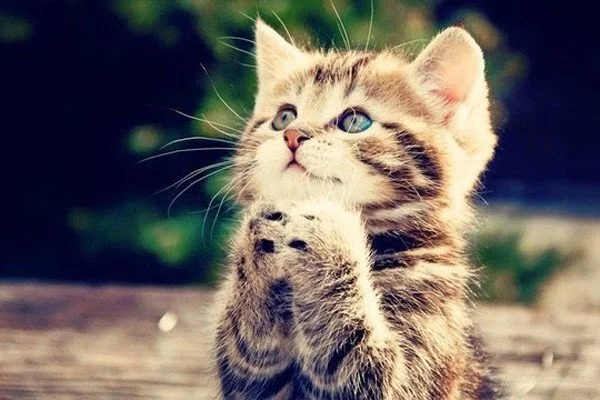 Khám phá 50+ Hình nền mèo đẹp cho điện thoại (cập nhật 2025)