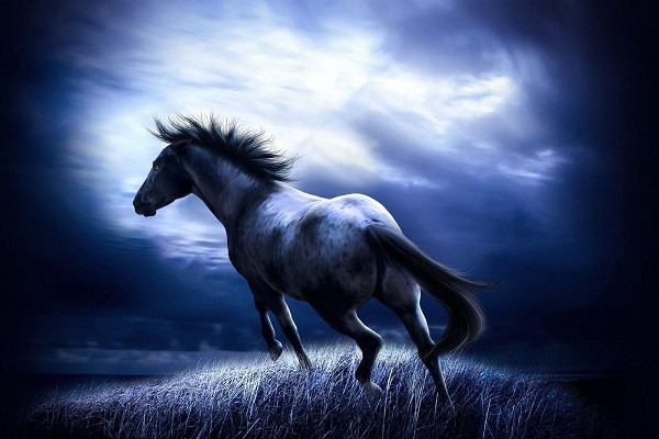 30 Hình ảnh Con Ngựa Oai Phong độc Lạ Và ấn Tượng Nhất