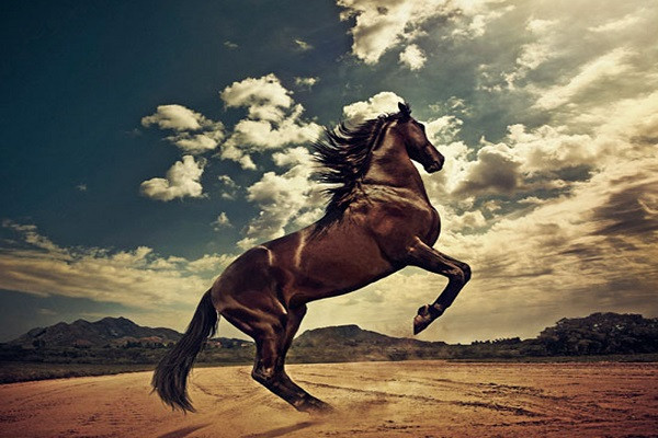 Hình nền ngựa cho iPhone đẹp nhất  thptcandangeduvn
