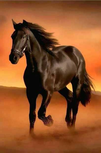 Tổng hợp 60 hình xăm con ngựa đẹp nhất ý nghĩa hình xăm con ngựa