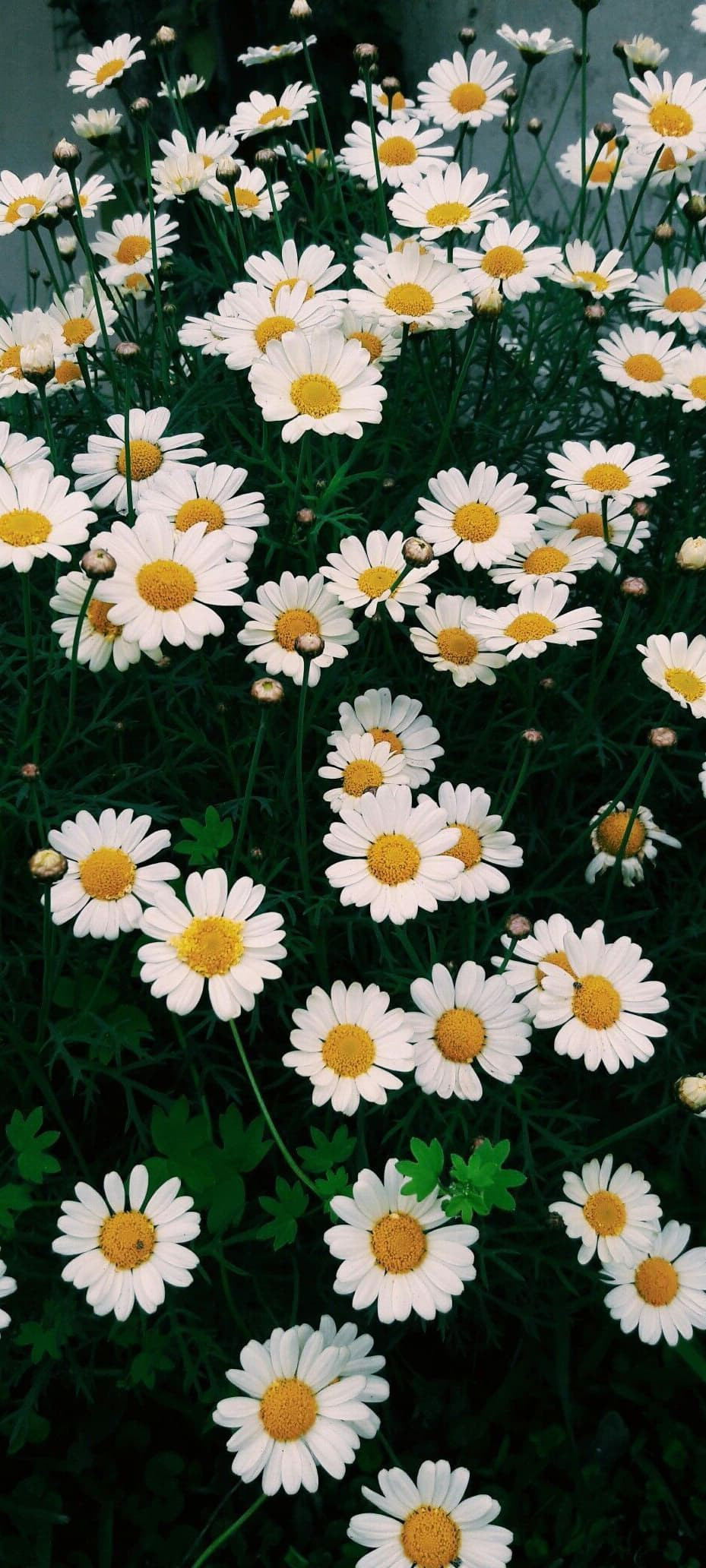 Hình ảnh hoa cúc trắng 11