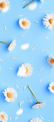 Hình nền Hoa Cúc áp Dụng Cho Nền Xanh Lam Hoa Cúc Màu Xanh Da Trời Những Bông Hoa Background Vector để tải xuống miễn phí Pngtree