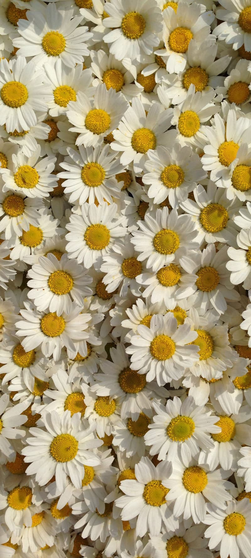 Hình nền hoa cúc trắng 4