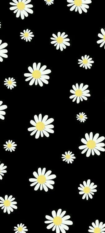 Hình nền hoa cúc trắng 9