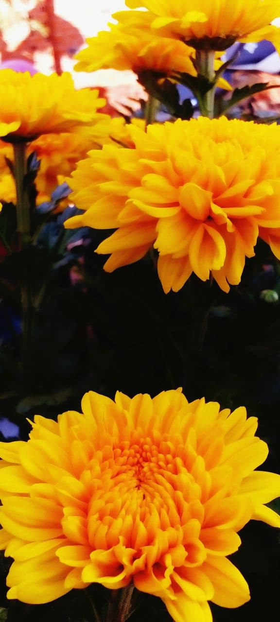 Hình nền hoa cúc vàng 2