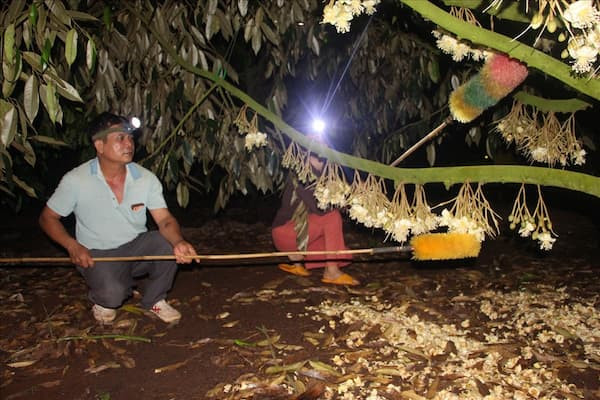 Nông dân dùng đèn pin thụ phấn hoa Sầu Riêng