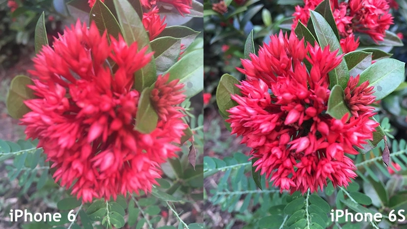Ảnh chụp ban ngày iPhone 6 và iPhone 6S