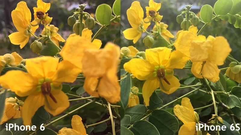 Ảnh chụp iPhone 6 và iPhone 6S ban ngày