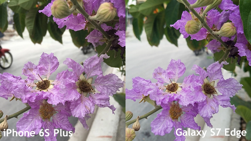 So sánh giữa iPhone 6S Plus và Galaxy S7 Edge khi chụp ảnh ban ngày