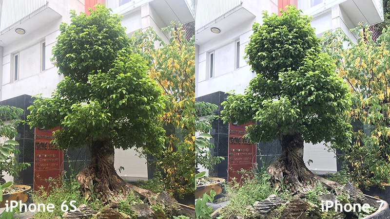 Độ sắc nét giữa iPhone 6S và iPhone 7 chụp ảnh ban ngày