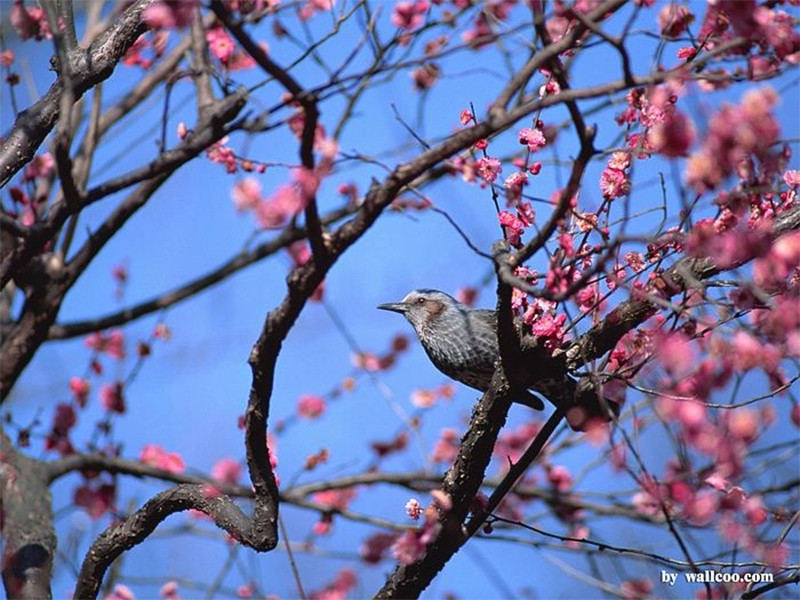 Mấy chú chim hót líu lo trên cành tạo nên một bản nhạc du dương trầm bổng đón chào một ngày xuân mới.