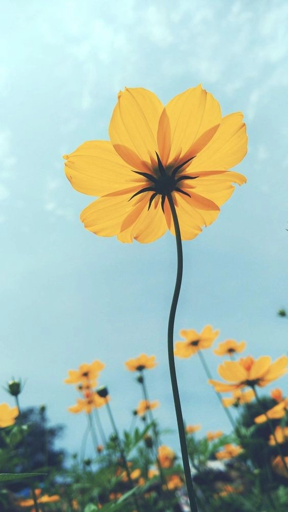 Hình nền cho ipad hoa