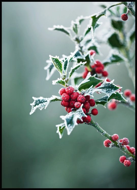 Cây cối mùa giáng sinh