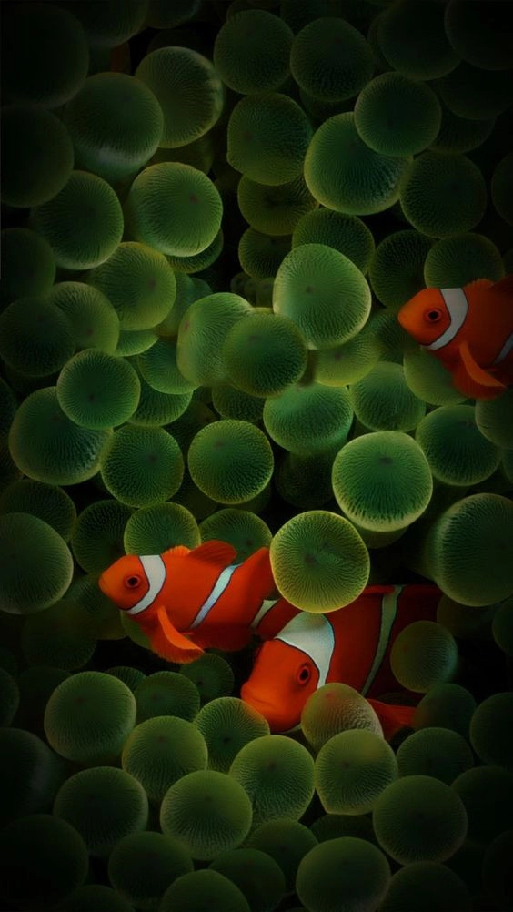 hình nền iphone5 2