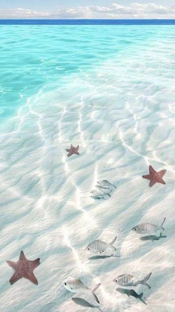 hình nền iphone5 4