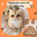 Hình Nền Mèo - Tải Về Miễn Phí Những Hình Ảnh Mèo Đẹp Nhất