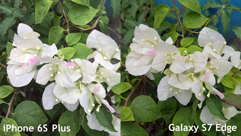 Ảnh chụp ban ngày giữa iPhone 6S Plus và Galaxy S7 Edge