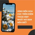 Bộ sưu tập hình nền hoa cúc đẹp nhất 2025 cho điện thoại