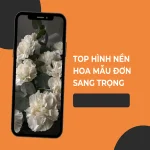 Tổng hợp 50+ hình nền hoa mẫu đơn đẹp ý nghĩa cho điện thoại