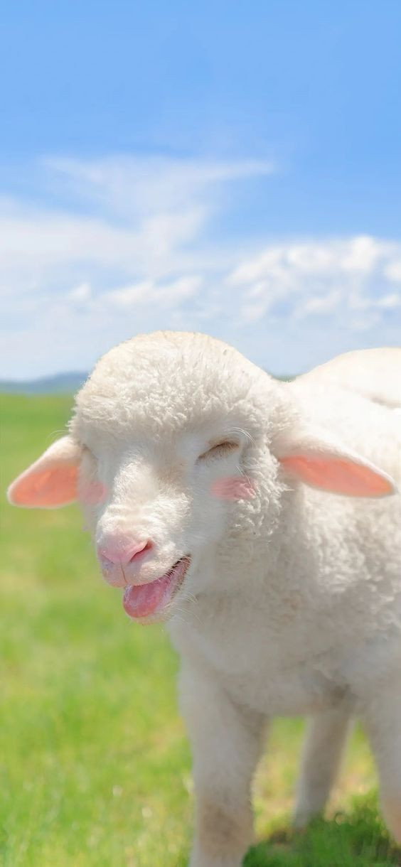 Hình nền con cừu
