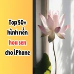Hình nền hoa sen cho iPhone: 50+ ảnh đẹp, tinh tế nhất